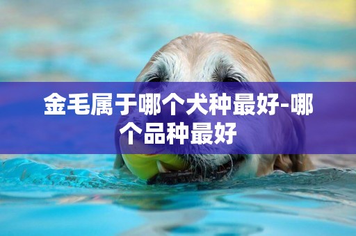 金毛屬于哪個犬種最好-哪個品種最好