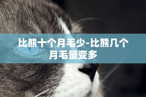 比熊十個月毛少-比熊幾個月毛量變多
