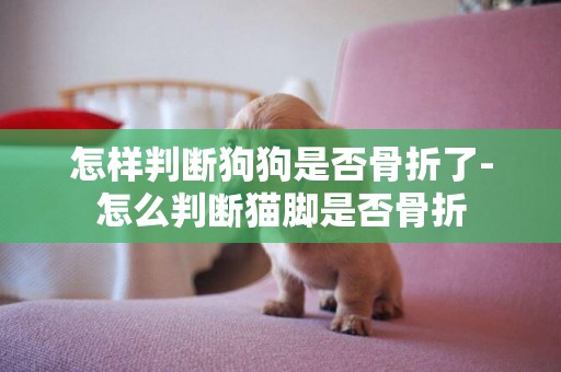 怎樣判斷狗狗是否骨折了-怎么判斷貓腳是否骨折