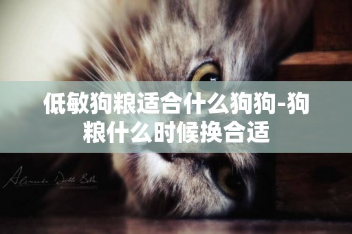 低敏狗糧適合什么狗狗-狗糧什么時候換合適