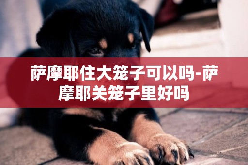 薩摩耶住大籠子可以嗎-薩摩耶關籠子里好嗎