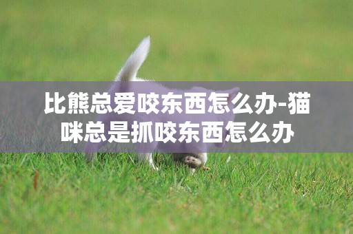 比熊總愛咬東西怎么辦-貓咪總是抓咬東西怎么辦