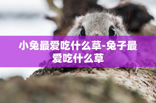 小兔最愛吃什么草-兔子最愛吃什么草