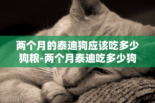兩個月的泰迪狗應該吃多少狗糧-兩個月泰迪吃多少狗糧