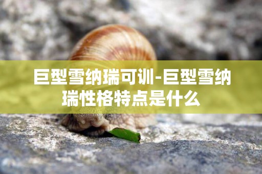 巨型雪納瑞可訓-巨型雪納瑞性格特點是什么