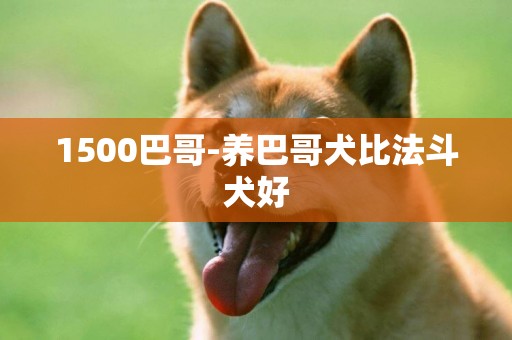 1500巴哥-養巴哥犬比法斗犬好