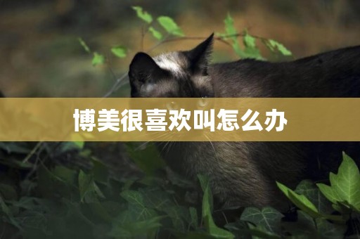 博美很喜歡叫怎么辦
