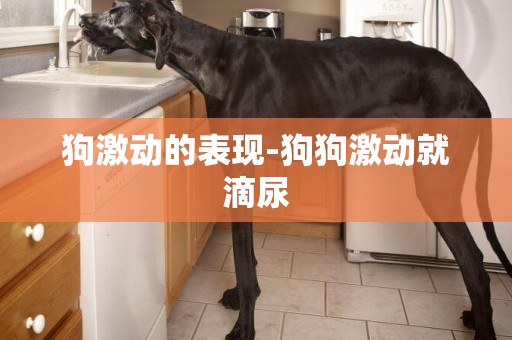 狗激動的表現-狗狗激動就滴尿