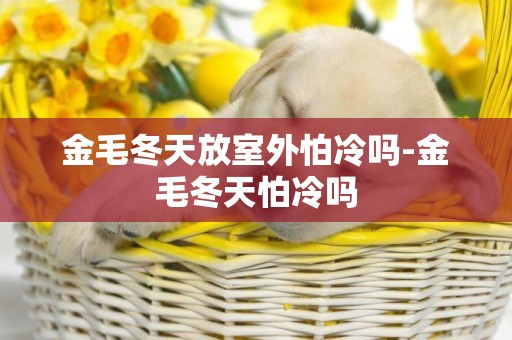 金毛冬天放室外怕冷嗎-金毛冬天怕冷嗎
