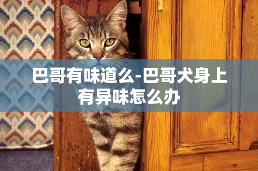 巴哥有味道么-巴哥犬身上有異味怎么辦