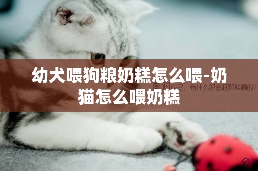 幼犬喂狗糧奶糕怎么喂-奶貓怎么喂奶糕