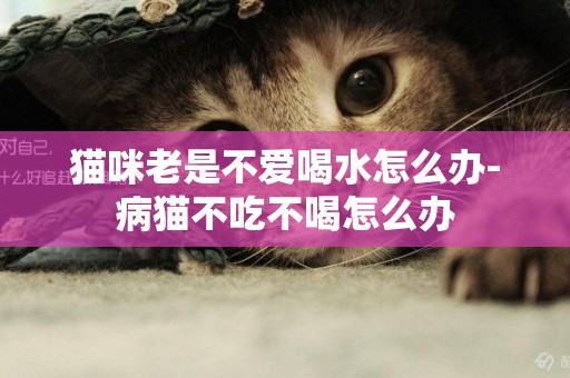 貓咪老是不愛喝水怎么辦-病貓不吃不喝怎么辦