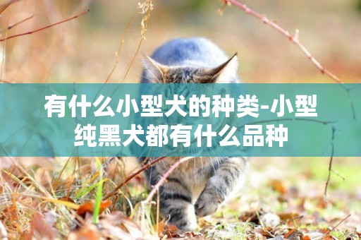 有什么小型犬的種類-小型純黑犬都有什么品種