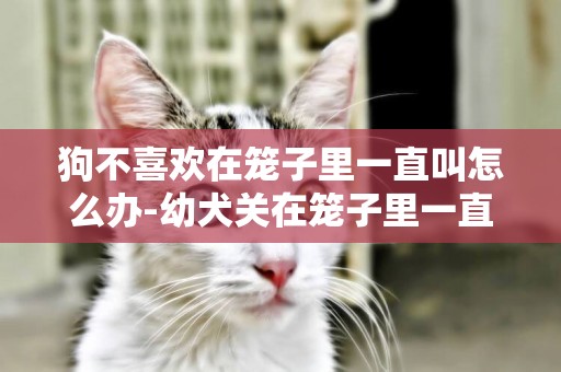 狗不喜歡在籠子里一直叫怎么辦-幼犬關在籠子里一直叫怎么辦