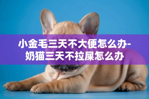 小金毛三天不大便怎么辦-奶貓三天不拉屎怎么辦