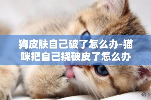 狗皮膚自己破了怎么辦-貓咪把自己撓破皮了怎么辦