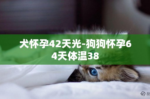 犬懷孕42天光-狗狗懷孕64天體溫38