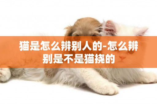 貓是怎么辨別人的-怎么辨別是不是貓撓的