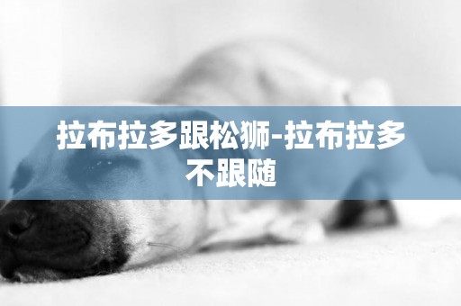 拉布拉多跟松獅-拉布拉多不跟隨