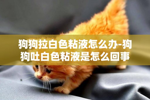 狗狗拉白色粘液怎么辦-狗狗吐白色粘液是怎么回事