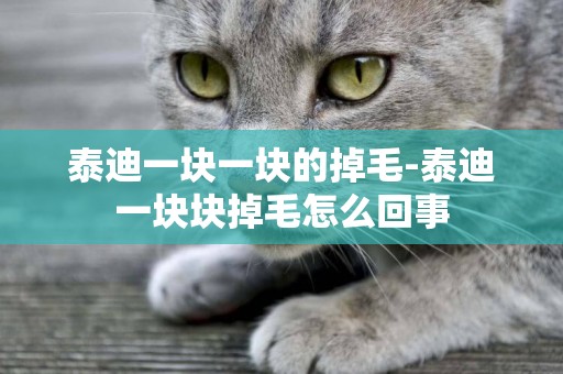 泰迪一塊一塊的掉毛-泰迪一塊塊掉毛怎么回事