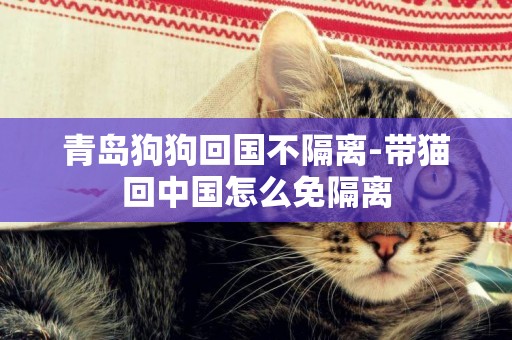 青島狗狗回國不隔離-帶貓回中國怎么免隔離