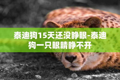 泰迪狗15天還沒睜眼-泰迪狗一只眼睛睜不開