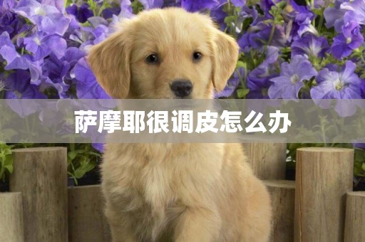 薩摩耶很調皮怎么辦