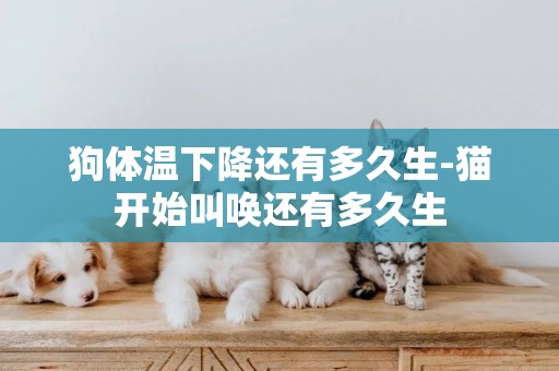狗體溫下降還有多久生-貓開始叫喚還有多久生
