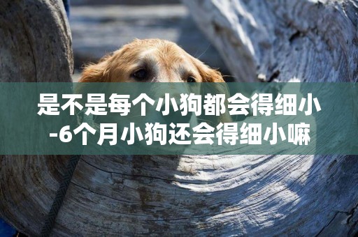 是不是每個小狗都會得細小-6個月小狗還會得細小嘛