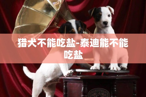 獵犬不能吃鹽-泰迪能不能吃鹽