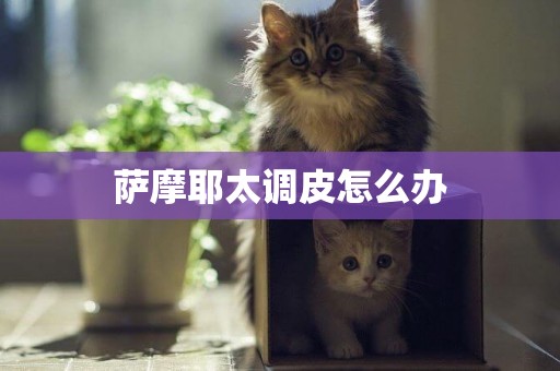 薩摩耶太調皮怎么辦