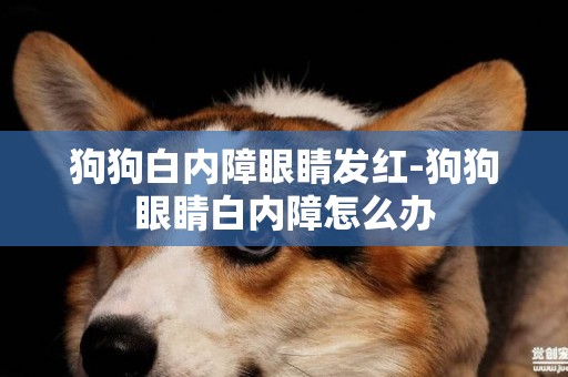 狗狗白內障眼睛發紅-狗狗眼睛白內障怎么辦