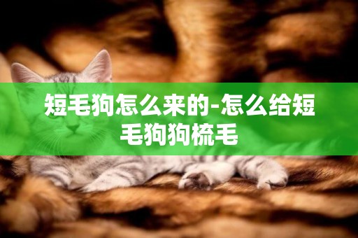 短毛狗怎么來的-怎么給短毛狗狗梳毛