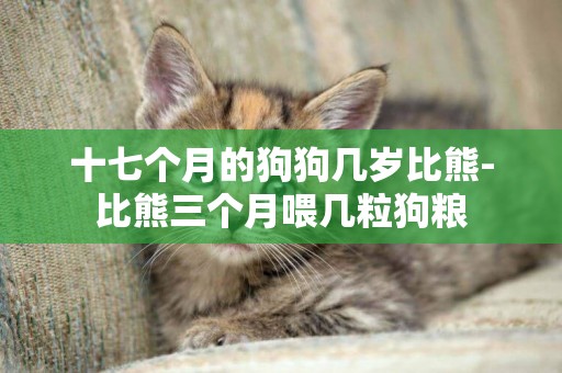 十七個月的狗狗幾歲比熊-比熊三個月喂幾粒狗糧