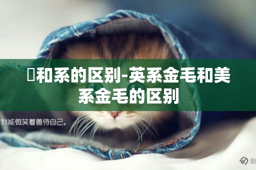 係和系的區別-英系金毛和美系金毛的區別