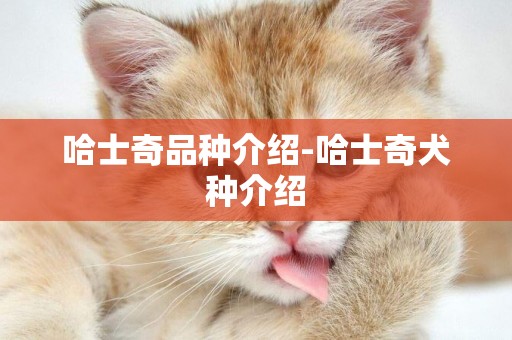 哈士奇品種介紹-哈士奇犬種介紹