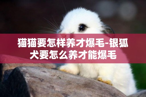 貓貓要怎樣養才爆毛-銀狐犬要怎么養才能爆毛