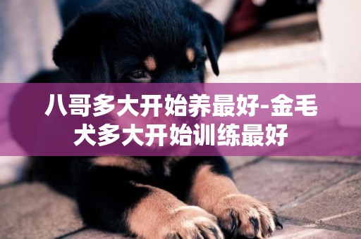 八哥多大開始養最好-金毛犬多大開始訓練最好