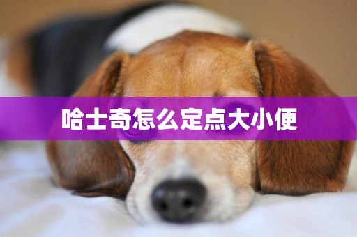 哈士奇怎么定點大小便