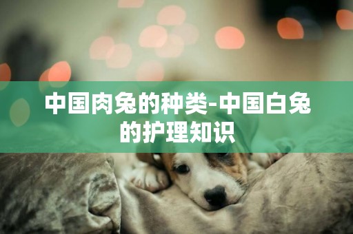 中國肉兔的種類-中國白兔的護理知識