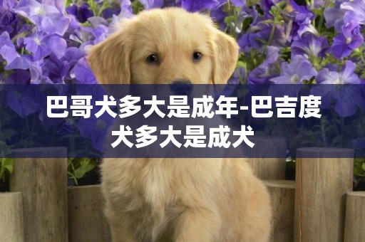 巴哥犬多大是成年-巴吉度犬多大是成犬
