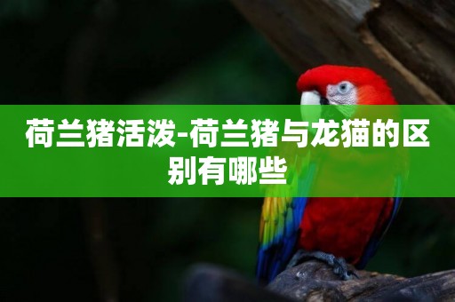 荷蘭豬活潑-荷蘭豬與龍貓的區別有哪些