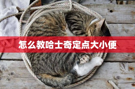 怎么教哈士奇定點大小便