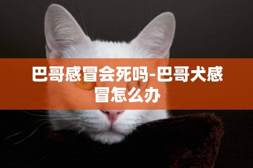 巴哥感冒會死嗎-巴哥犬感冒怎么辦