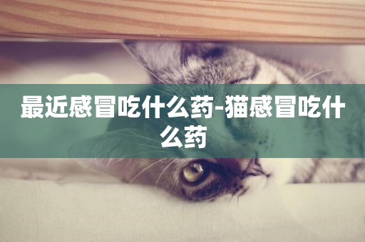 最近感冒吃什么藥-貓感冒吃什么藥