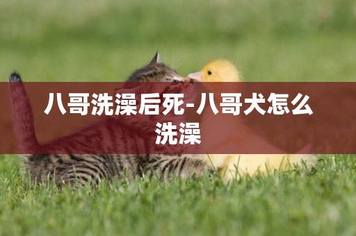 八哥洗澡后死-八哥犬怎么洗澡