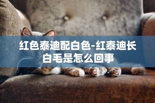 紅色泰迪配白色-紅泰迪長白毛是怎么回事