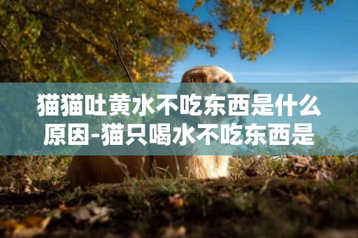 貓貓吐黃水不吃東西是什么原因-貓只喝水不吃東西是什么原因