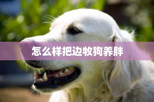 怎么樣把邊牧狗養胖